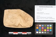 Foto (Objekt + Etikett) von Plantae indet.  (NHMW-GEO-2024-0188-11634)